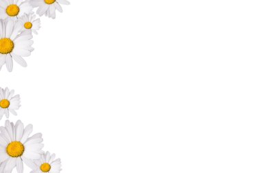 Daisy genel, izole üzerinde beyaz arka plan