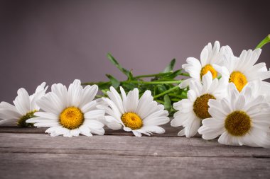 Ahşap bir masa üzerinde Leucanthemum vulgare