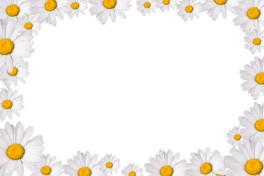 Daisy genel, izole üzerinde beyaz arka plan