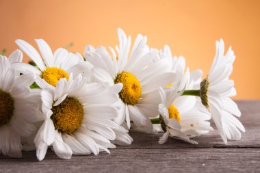 Ahşap bir masa üzerinde Leucanthemum vulgare