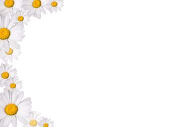 Daisy genel, izole üzerinde beyaz arka plan