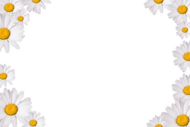 Daisy genel, izole üzerinde beyaz arka plan