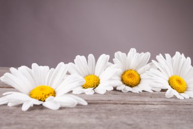 Ahşap bir masa üzerinde Leucanthemum vulgare