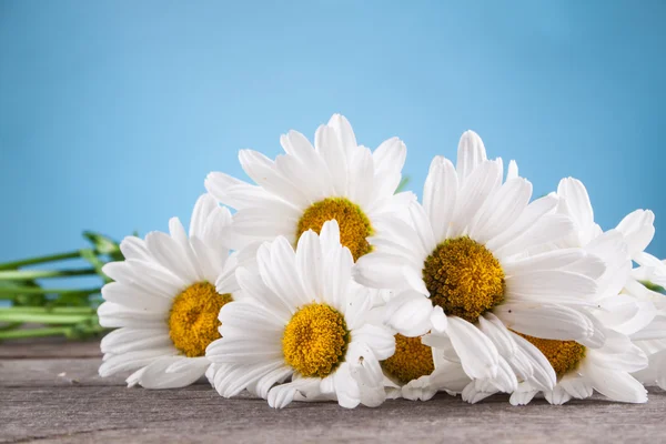 Leucanthemum vulgare su un tavolo di legno — Foto Stock