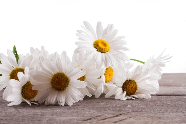 Leucanthemum vulgare su un tavolo di legno — Foto Stock