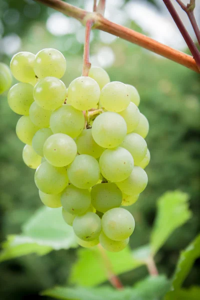 Grape — Stock Photo, Image