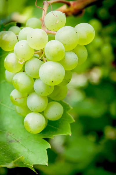 Uvas — Fotografia de Stock