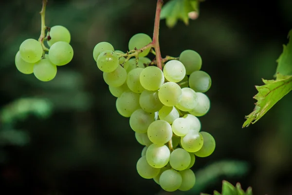 Grape vines — Stock Photo, Image