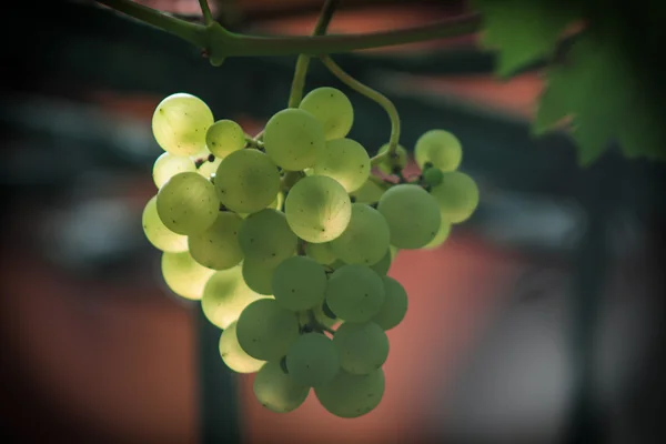 Vinos de uva — Foto de Stock