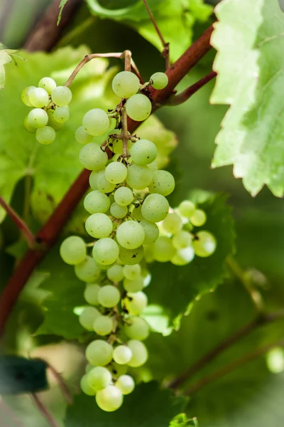 Vinos de uva — Foto de Stock