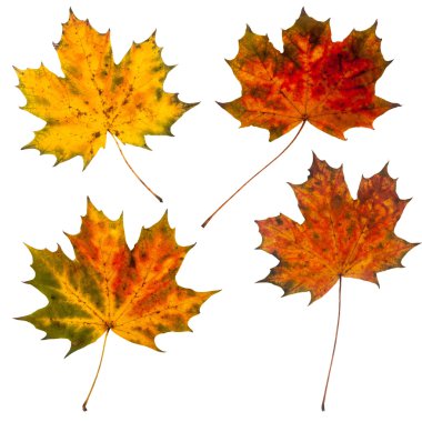 izole sonbahar yaprakları