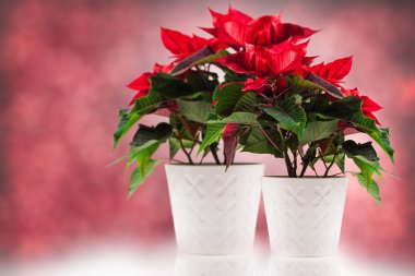 Altın arka plan üzerinde Noel yıldızı