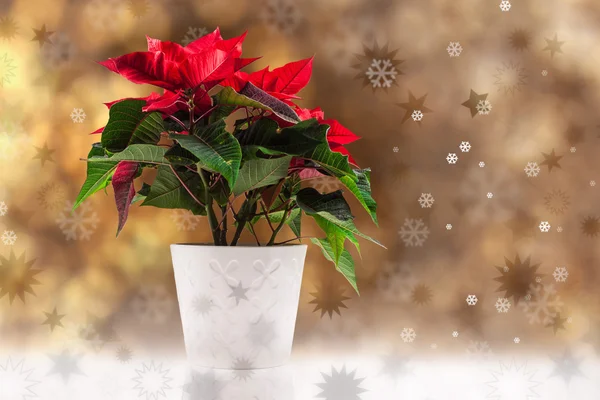 Vánoční hvězda Painsettia — Stock fotografie