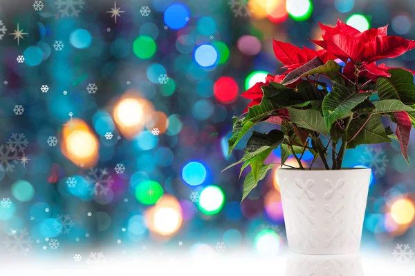 Poinsettia en el fondo de Navidad — Foto de Stock