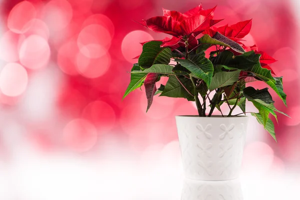 Poinsettia en el fondo de Navidad — Foto de Stock