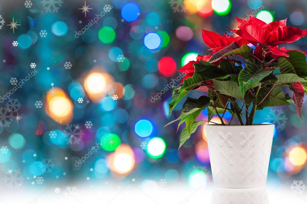 poinsettia at Christmas background