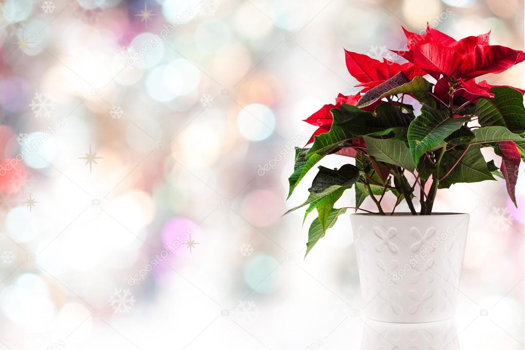 poinsettia at Christmas background