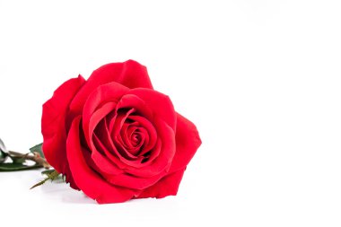 Beyaz arkaplanda kırmızı güller