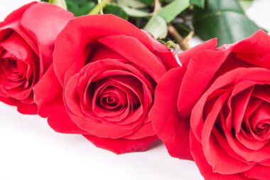 Beyaz arkaplanda kırmızı güller