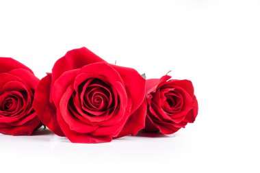 Beyaz arkaplanda kırmızı güller