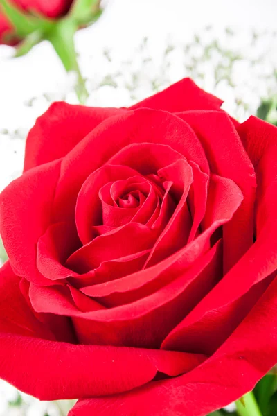 Rosas rojas sobre un fondo blanco — Foto de Stock