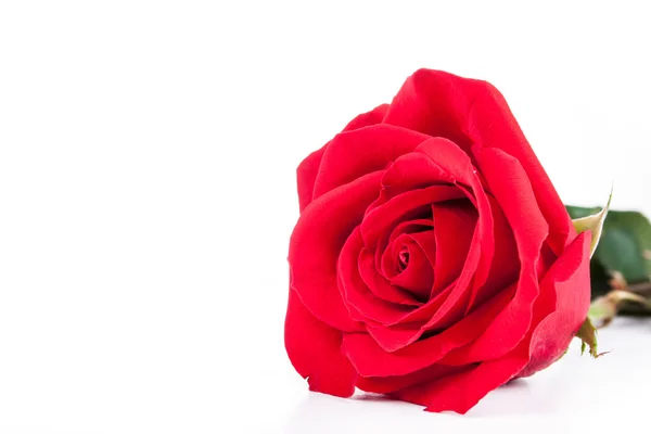 Rosas rojas sobre un fondo blanco — Foto de Stock