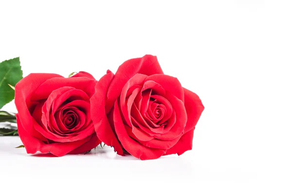 Vörös rózsák fehér alapon — Stock Fotó