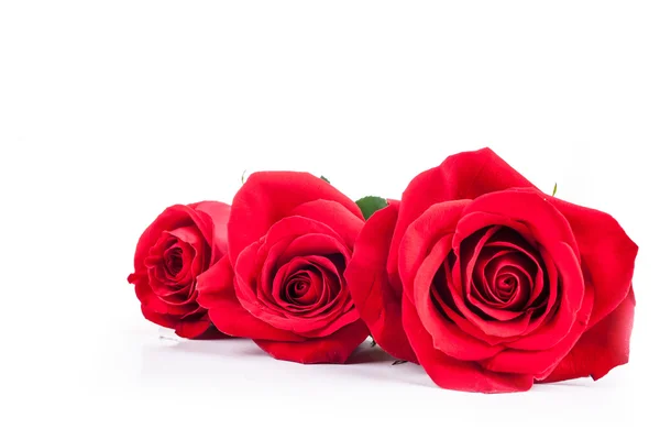 Rosas rojas sobre un fondo blanco — Foto de Stock