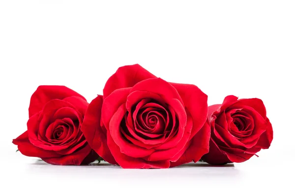 Rosas rojas sobre un fondo blanco — Foto de Stock