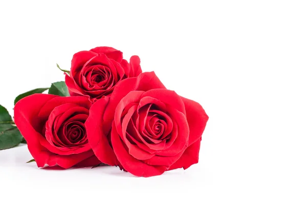 Red roses on a white background Royalty Free Stock Images