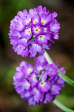 Primula Bahçe