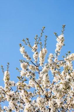 Prunus doğa arka plan üzerinde