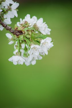Prunus doğa arka plan üzerinde