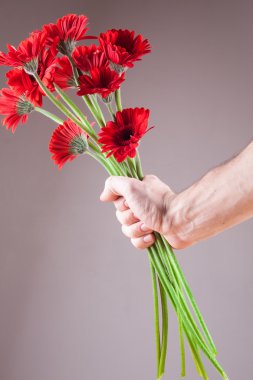 Kırmızı gerbera altına Sevgililer bağışladı