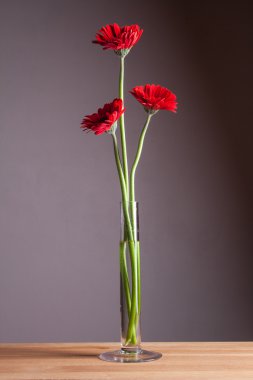 Gerbera cam vazoda