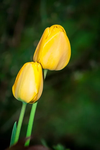 Το κεχριμπάρι tulip άνοιξη στον κήπο — Φωτογραφία Αρχείου