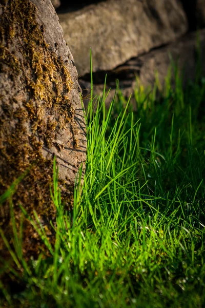 Grass carpet big detail — Stock Photo, Image