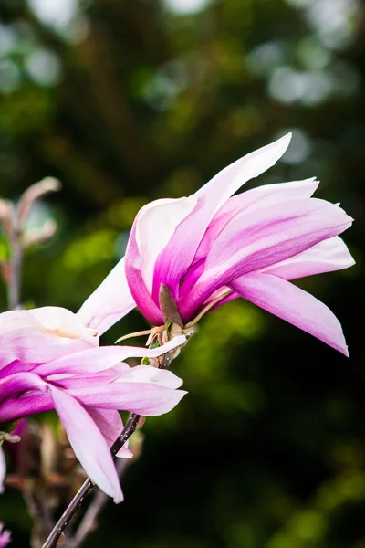 Magnolia in giardino — Foto Stock