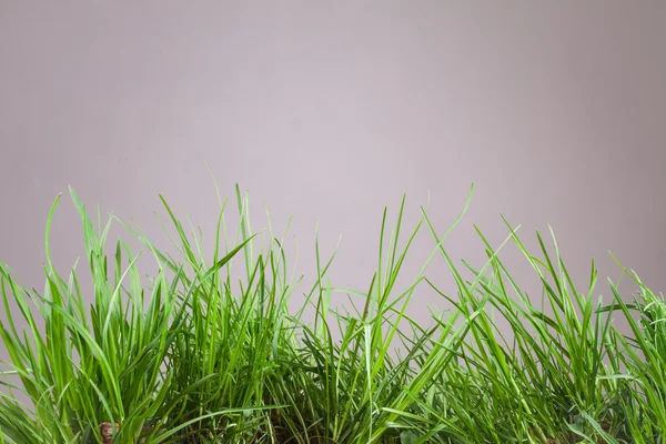 Leaf gräs på en grå bakgrund — Stockfoto
