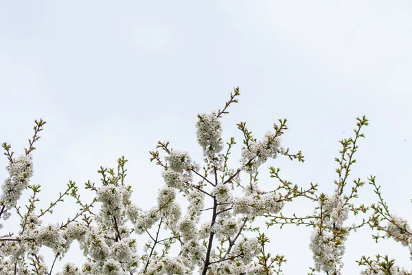 Prunus na pozadí přírody — Stock fotografie