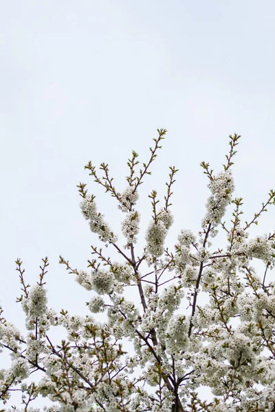 Prunus na pozadí přírody — Stock fotografie