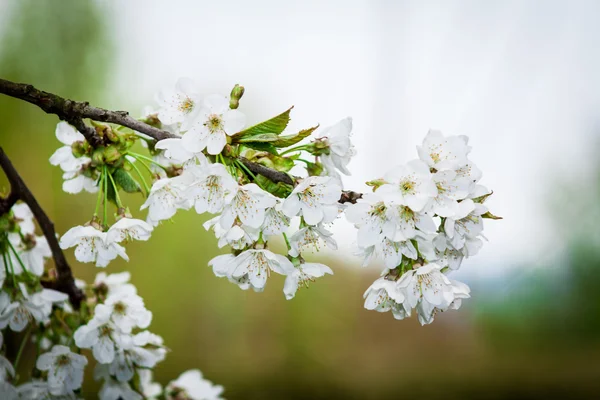 Prunus sobre fondo natural — Foto de Stock