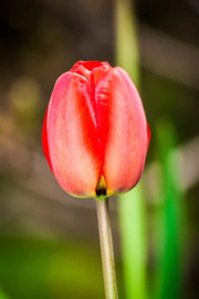 Весенний красный тюльпан в саду — стоковое фото