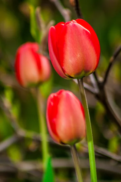 Spring red tulip in the garden — Stock Photo, Image