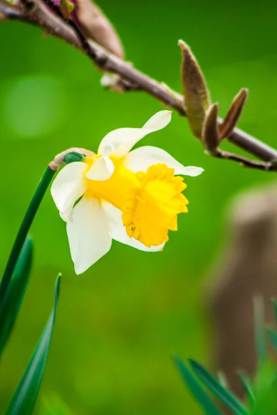 Narciso di fiori in giardino — Foto Stock