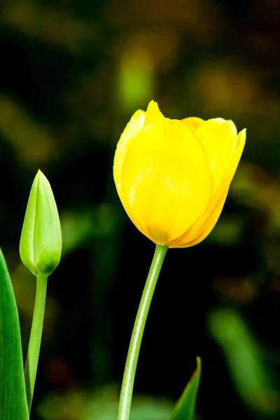 Spring amber tulip in the garden — Stock Photo, Image