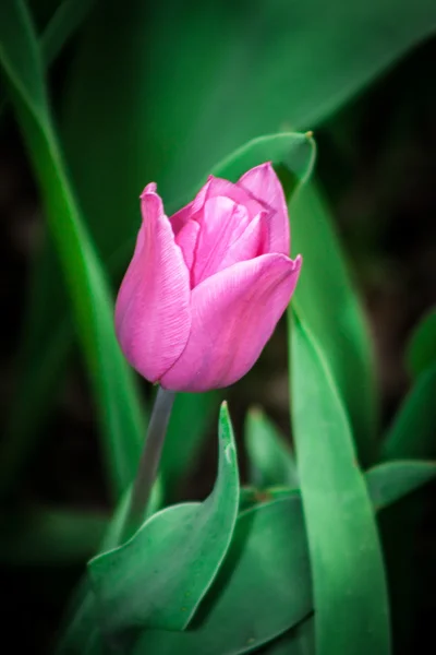 Ροζ tulip άνοιξη στον κήπο — Φωτογραφία Αρχείου