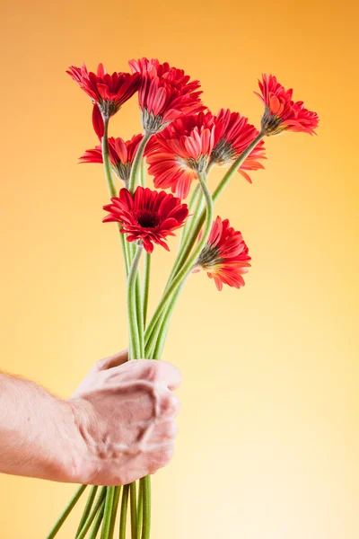 Gerbera vermelho doado para o fundo Valentine — Fotografia de Stock