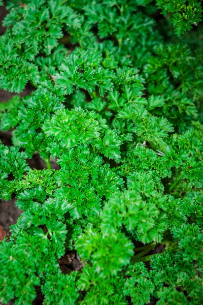 Prezzemolo riccio su un letto in giardino — Foto Stock