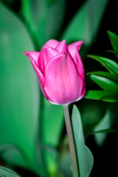 Spring pink tulip in the garden — Stock Photo, Image